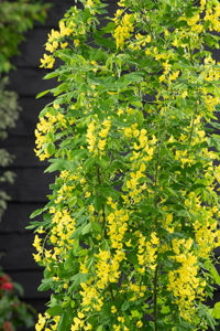 Picture of Laburnum